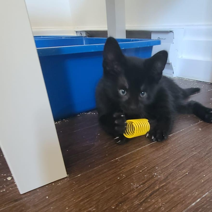 Garlic Powder, a ADOPTABLE Domestic Short Hair in Cambridge, ON image 3/4