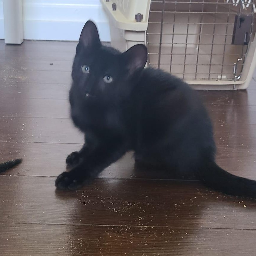 Garlic Powder, a ADOPTABLE Domestic Short Hair in Cambridge, ON image 4/4