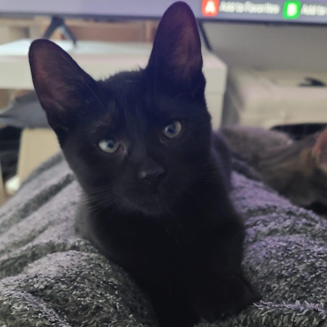 Garlic Powder, a ADOPTABLE Domestic Short Hair in Cambridge, ON image 1/4