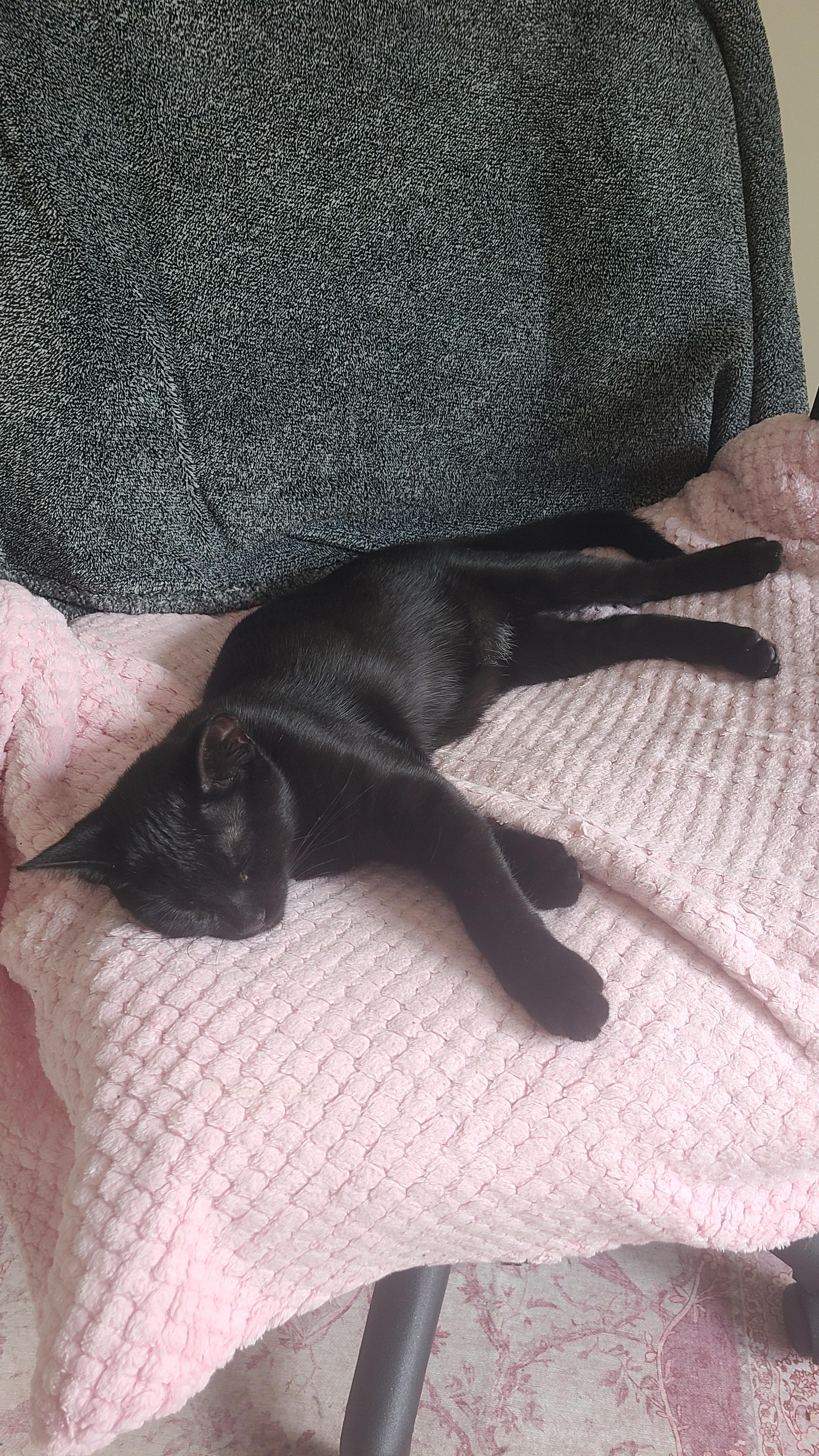 Enlarge Garlic Powder, a Adoptable Domestic Short Hair in Cambridge, ON image 5/6
