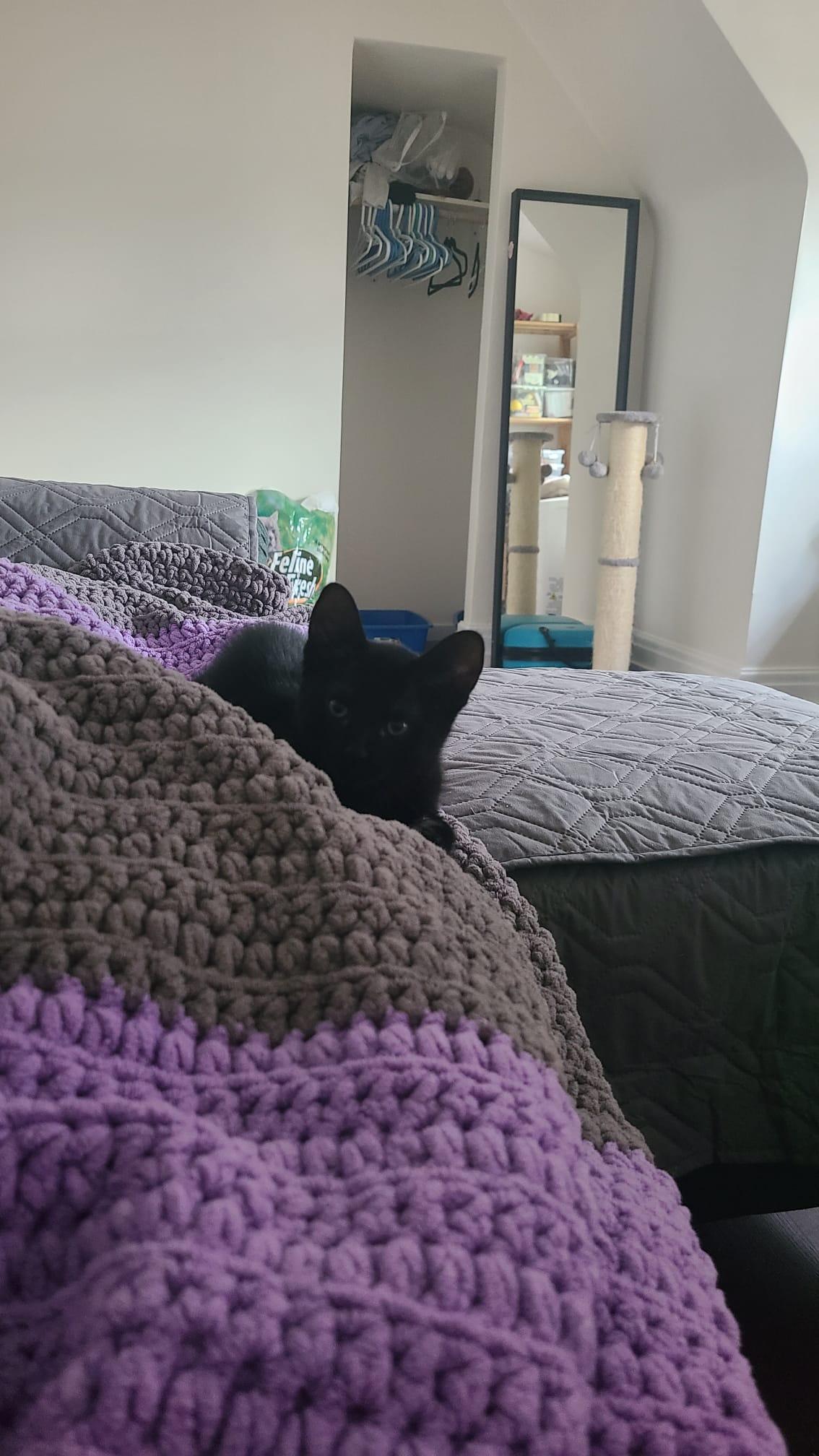 Garlic Powder, ADOPTABLE, Kitten Female Domestic Short Hair.