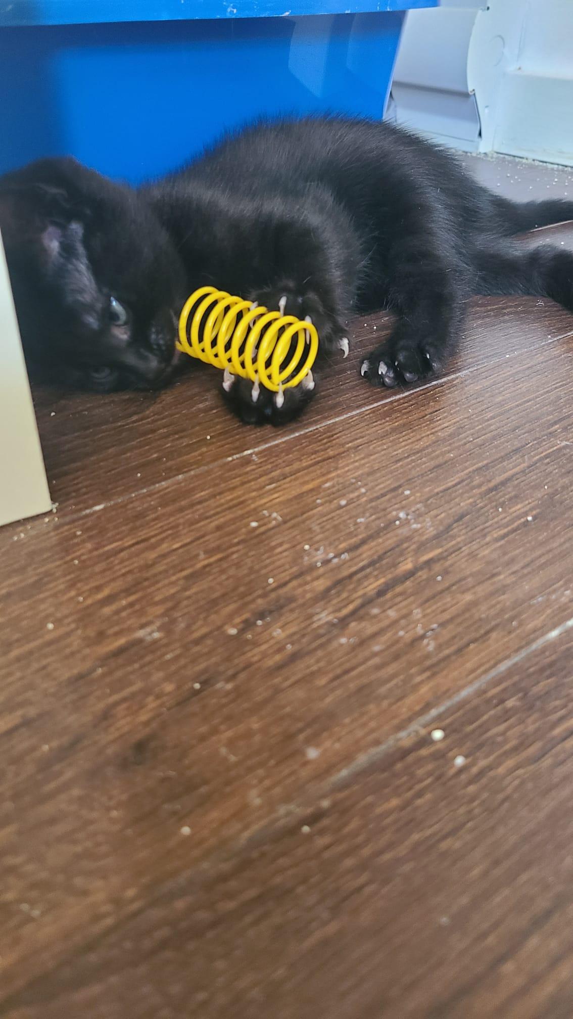 Garlic Powder, a ADOPTABLE Domestic Short Hair in Cambridge, ON image 2/4