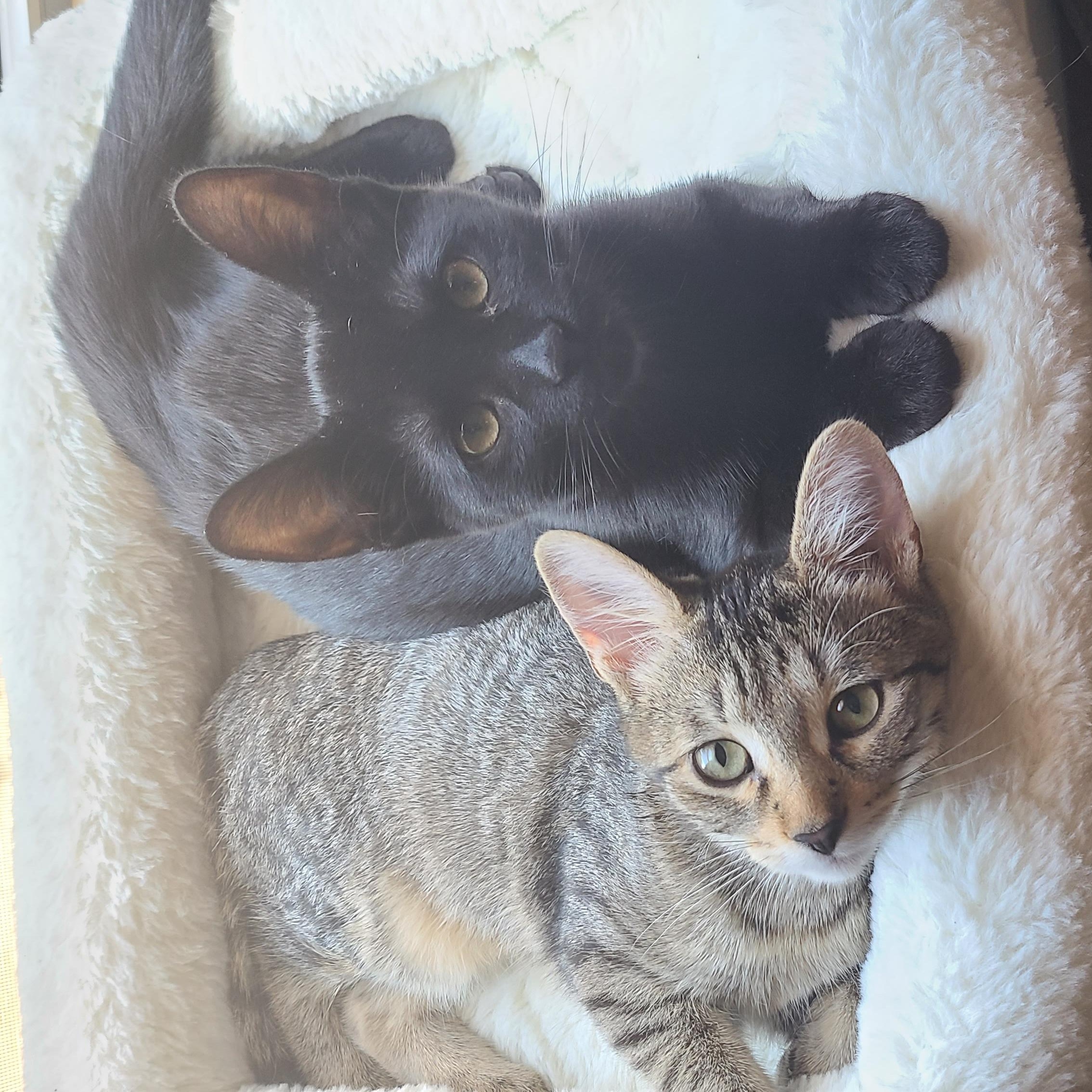 Enlarge Garlic Powder, a Adoptable Domestic Short Hair in Cambridge, ON image 6/6
