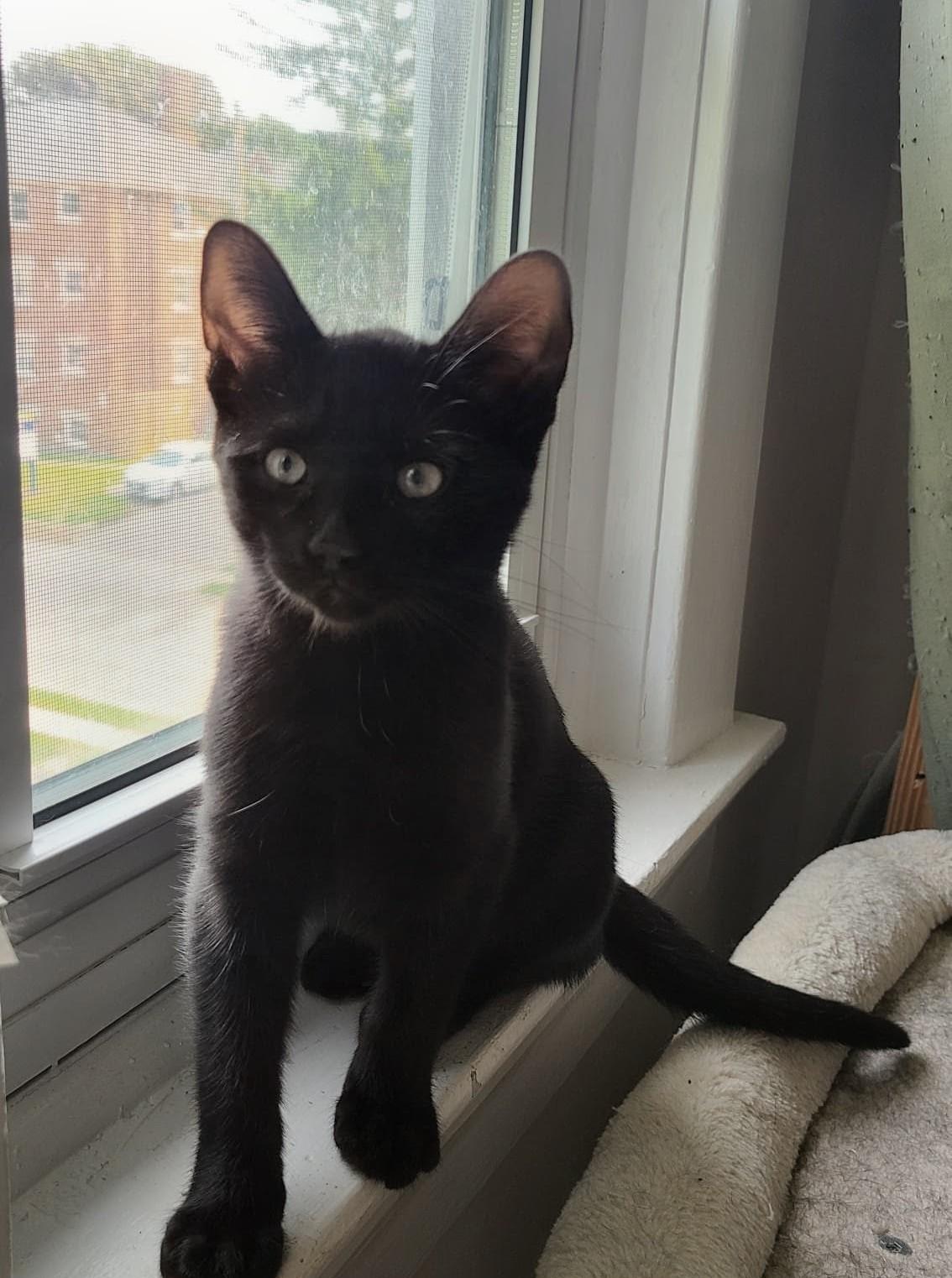 Garlic Powder, a ADOPTABLE Domestic Short Hair in Cambridge, ON image 2/4