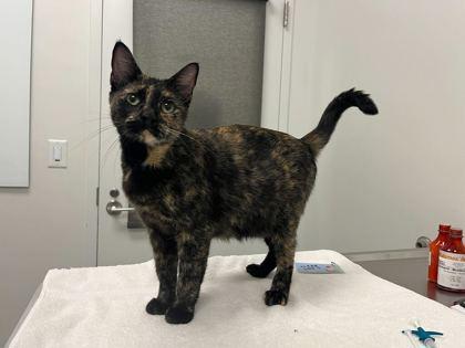 Enlarge A Sloppy Jo, a Adoptable mixed breed in Kansas City, MO image 1/1