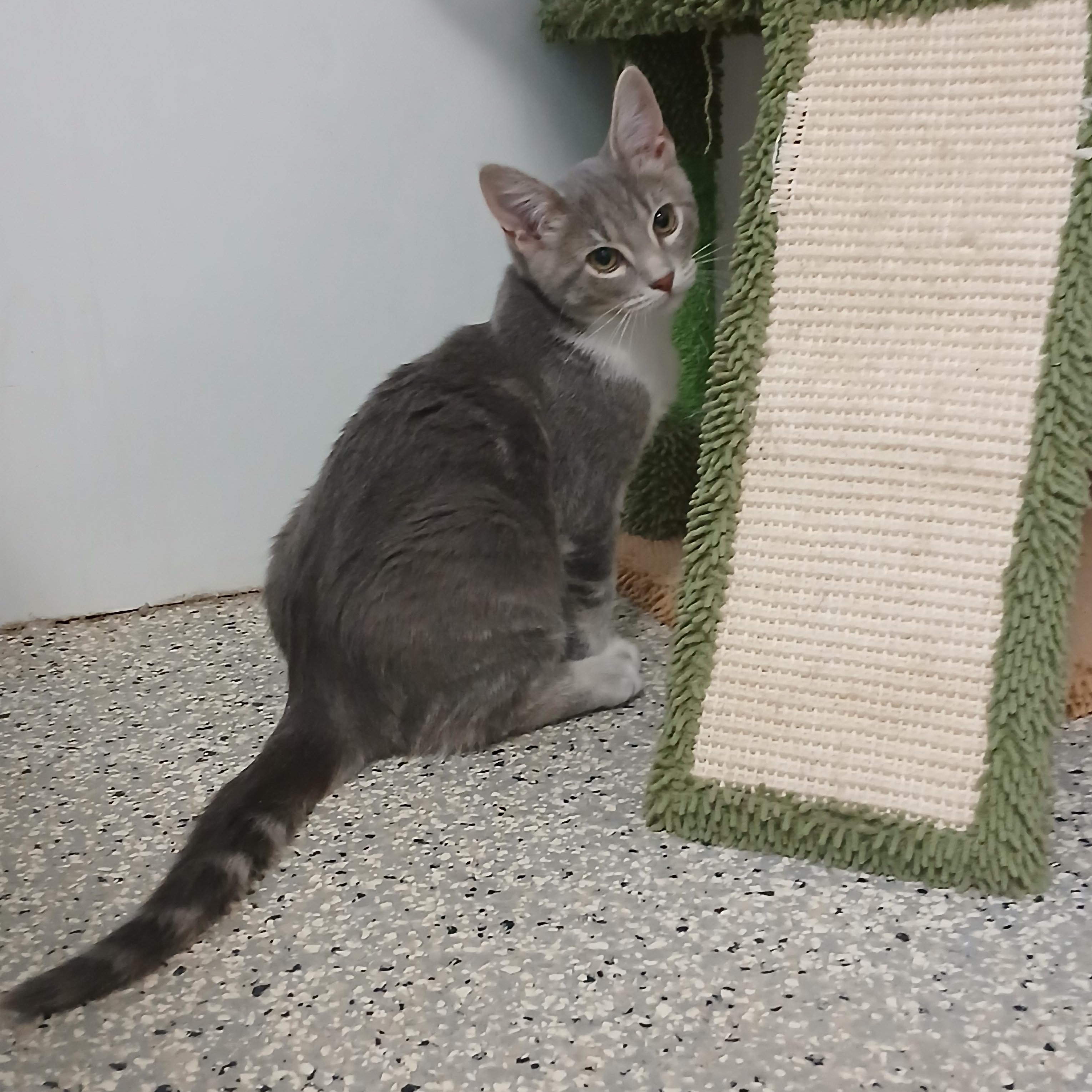 Mickey, adopted, Kitten Male Siamese.