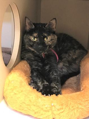 Enlarge Lucy, a Adoptable mixed breed in New Hope, PA image 1/2