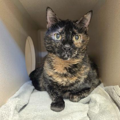 Enlarge Lucy, a Adoptable mixed breed in New Hope, PA image 2/2