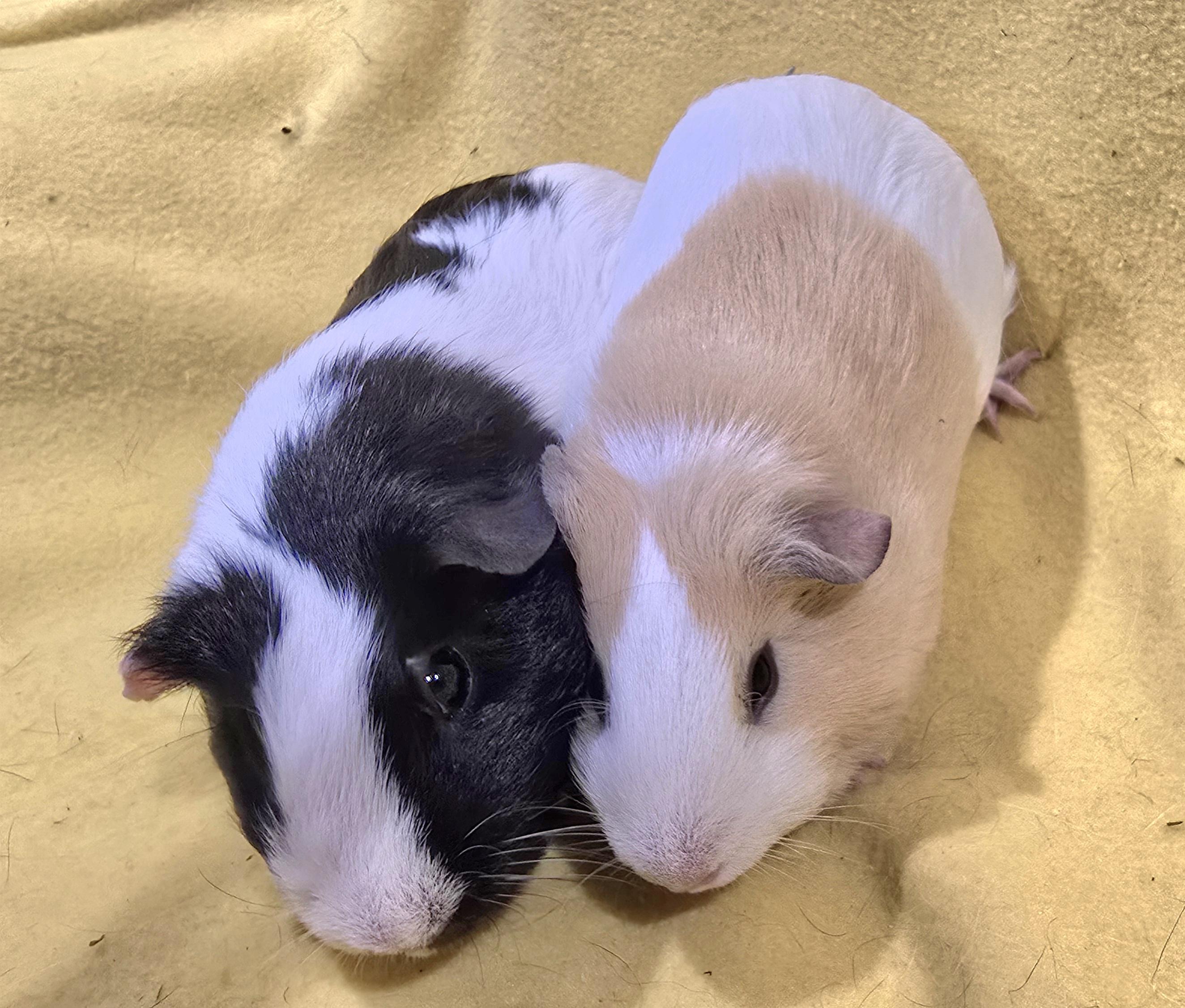 Enlarge Zoey and Jessie, a ADOPTABLE Short-Haired in New Kensington, PA image 1/3