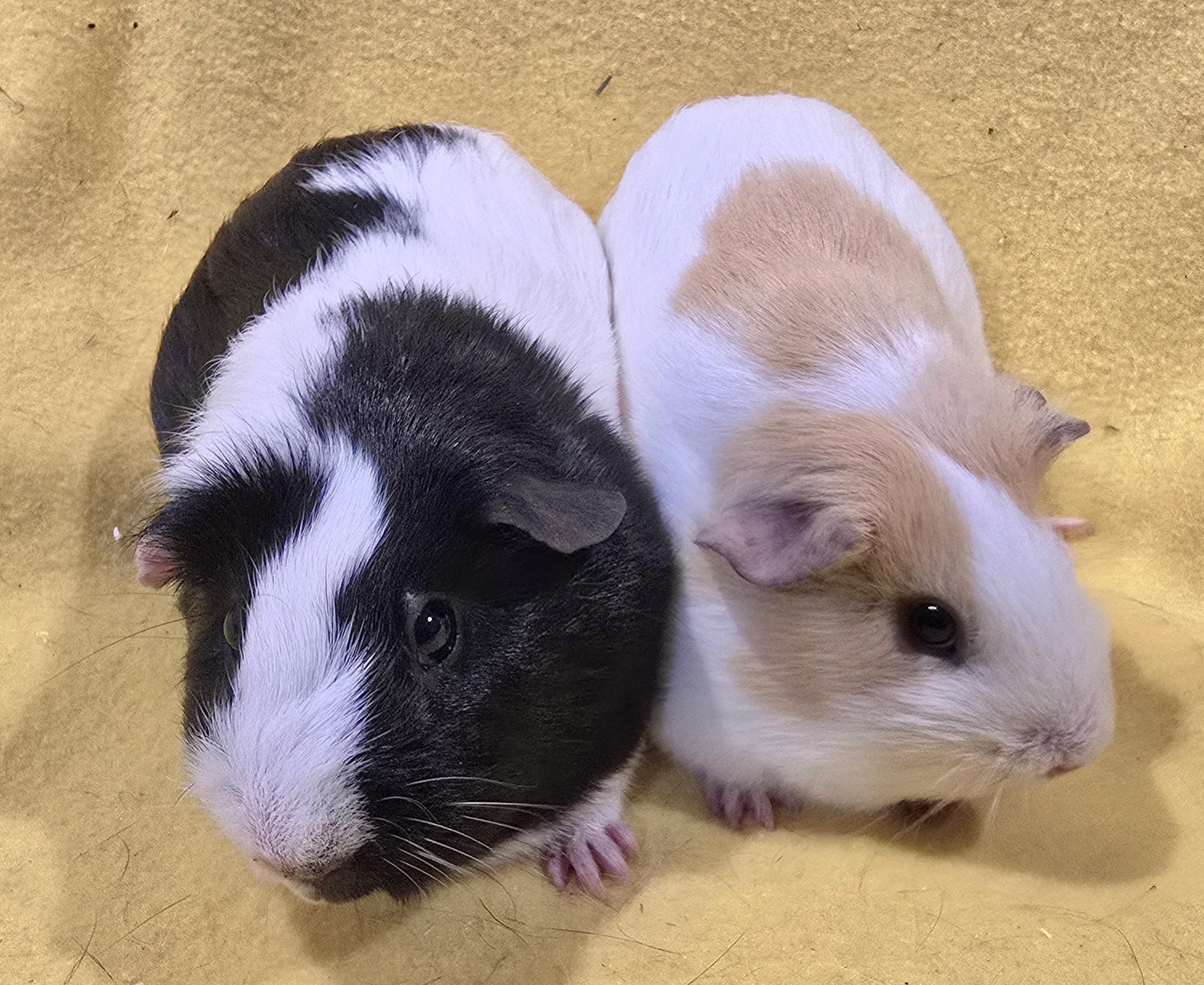 Enlarge Zoey and Jessie, a ADOPTABLE Short-Haired in New Kensington, PA image 3/3