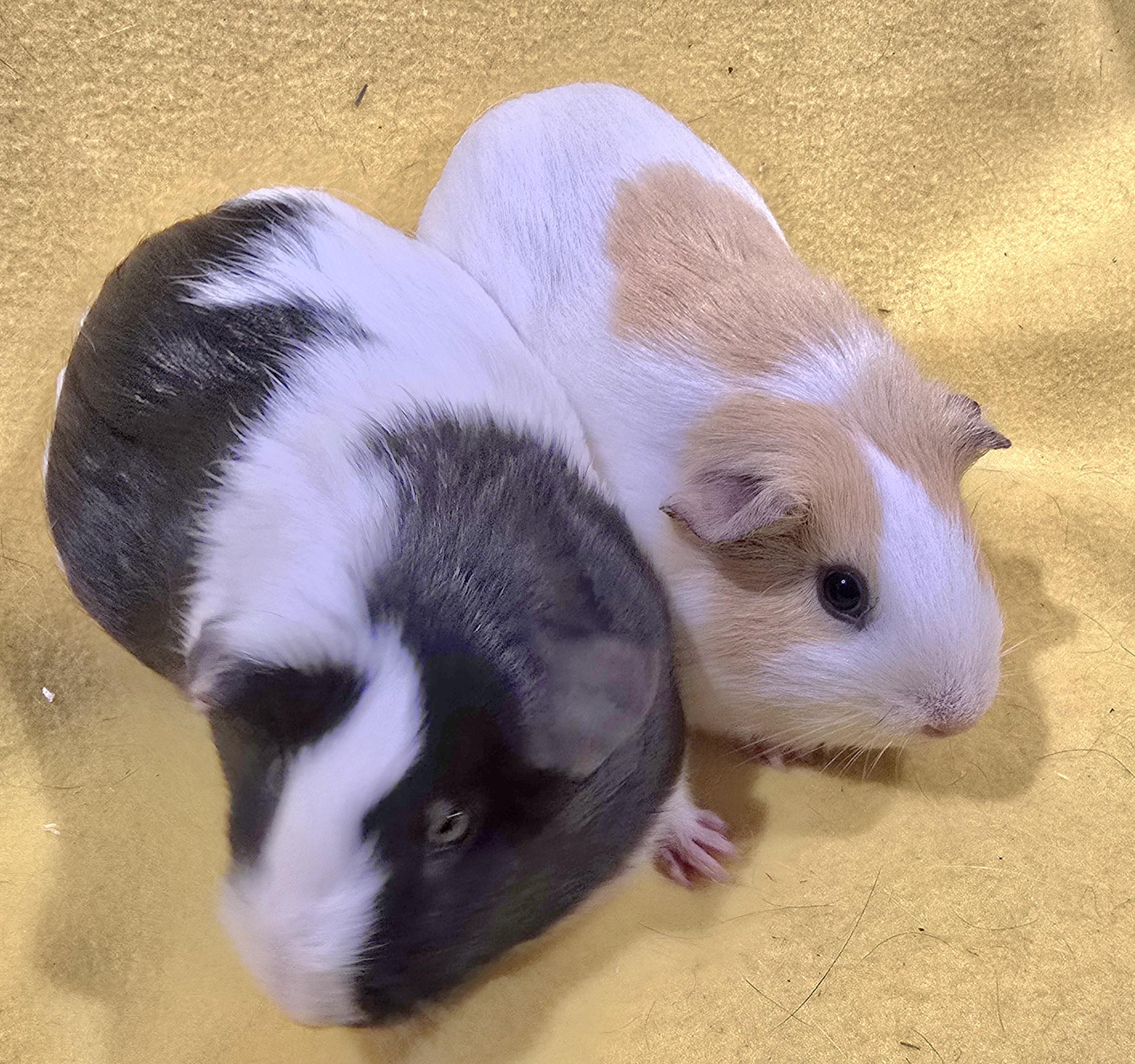 Enlarge Zoey and Jessie, a ADOPTABLE Short-Haired in New Kensington, PA image 2/3