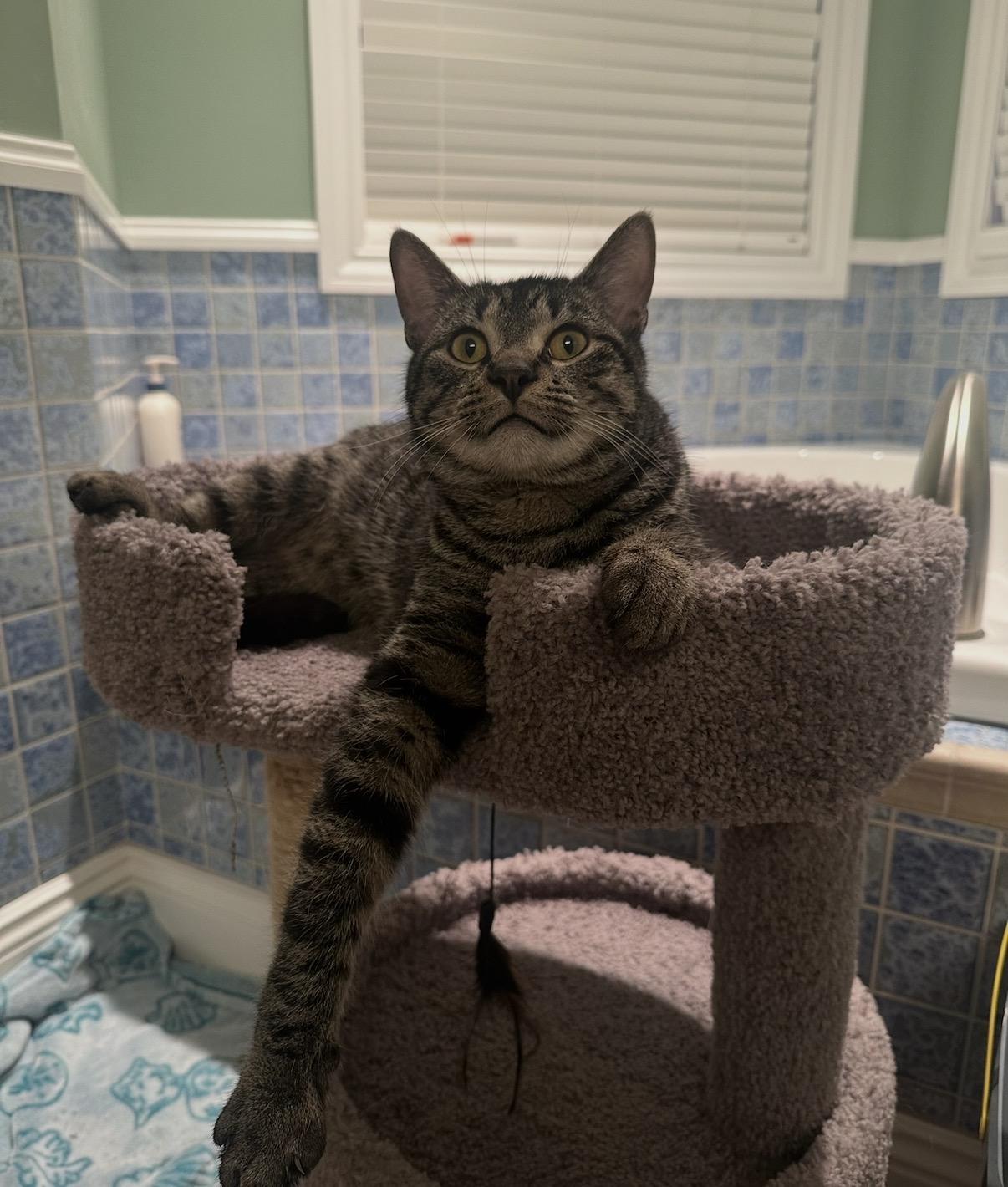 Enlarge Floyd, a Adoptable Domestic Short Hair in Hartville, OH image 3/3