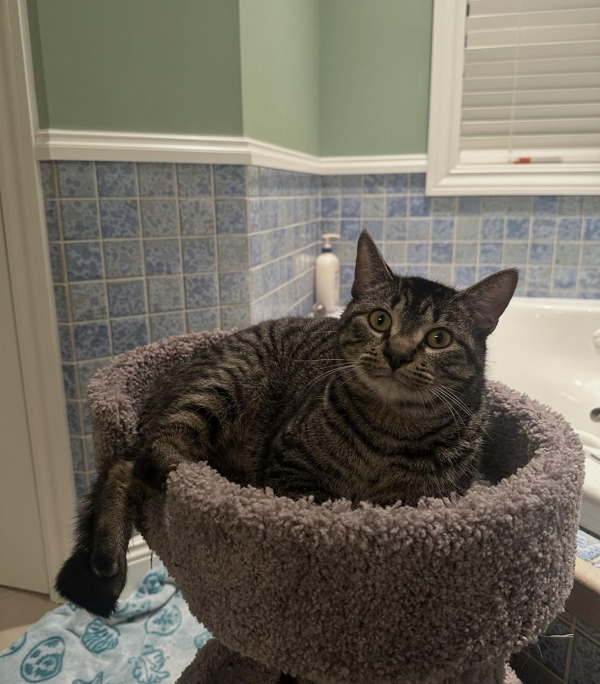 Enlarge Floyd, a Adoptable Domestic Short Hair in Hartville, OH image 2/3