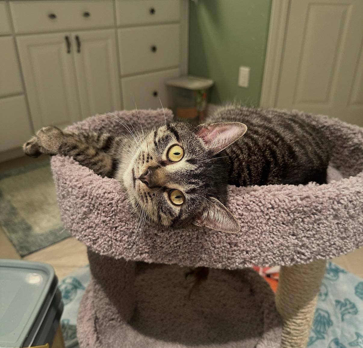 Floyd, Adoptable, Young Male Domestic Short Hair.