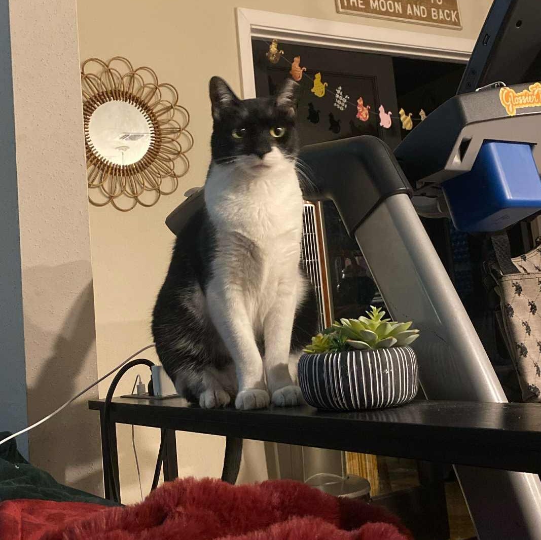 Bruce Wayne, Adoptable, Adult Male Tuxedo.