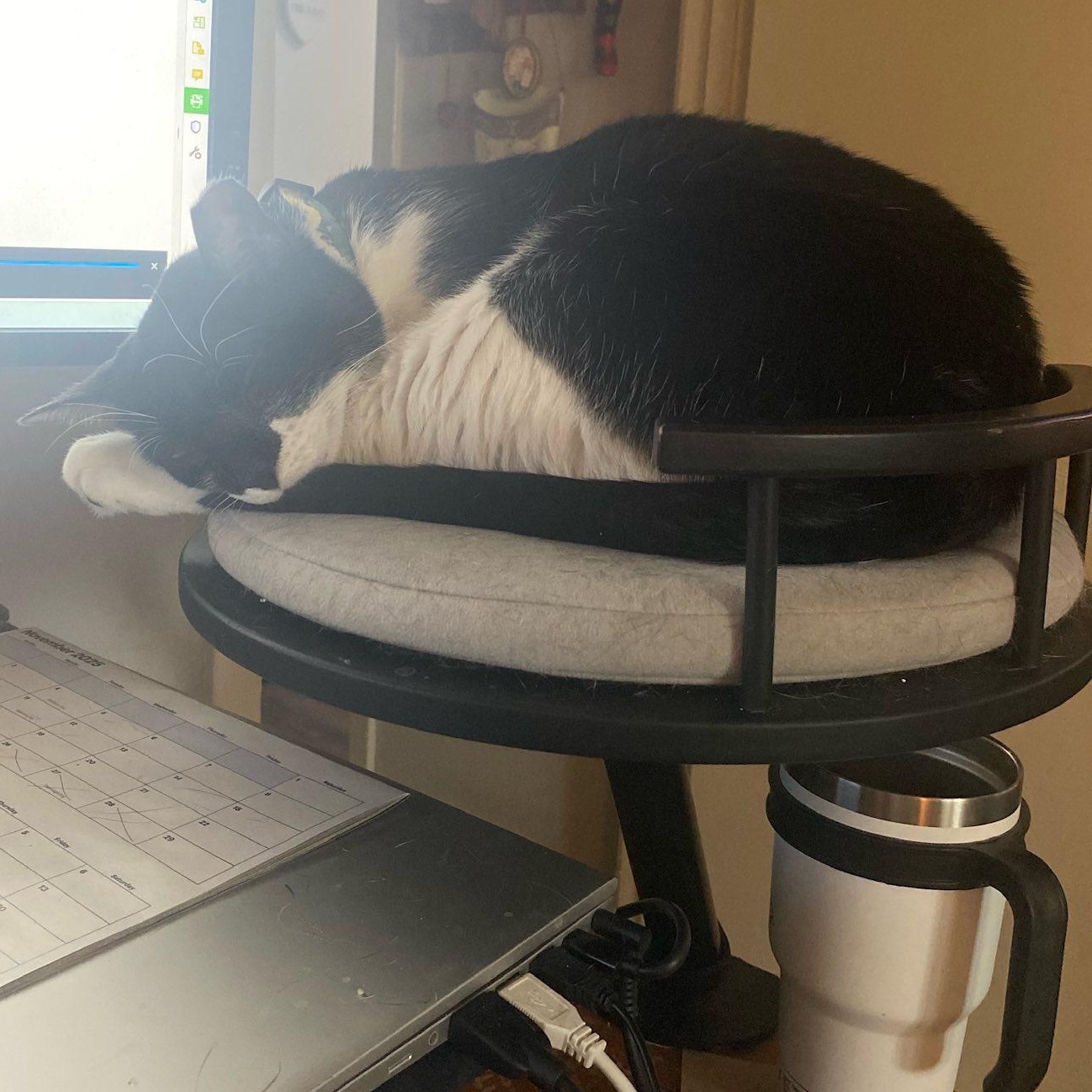 Bruce Wayne, a Adoptable mixed breed in Portland, OR image 4/5