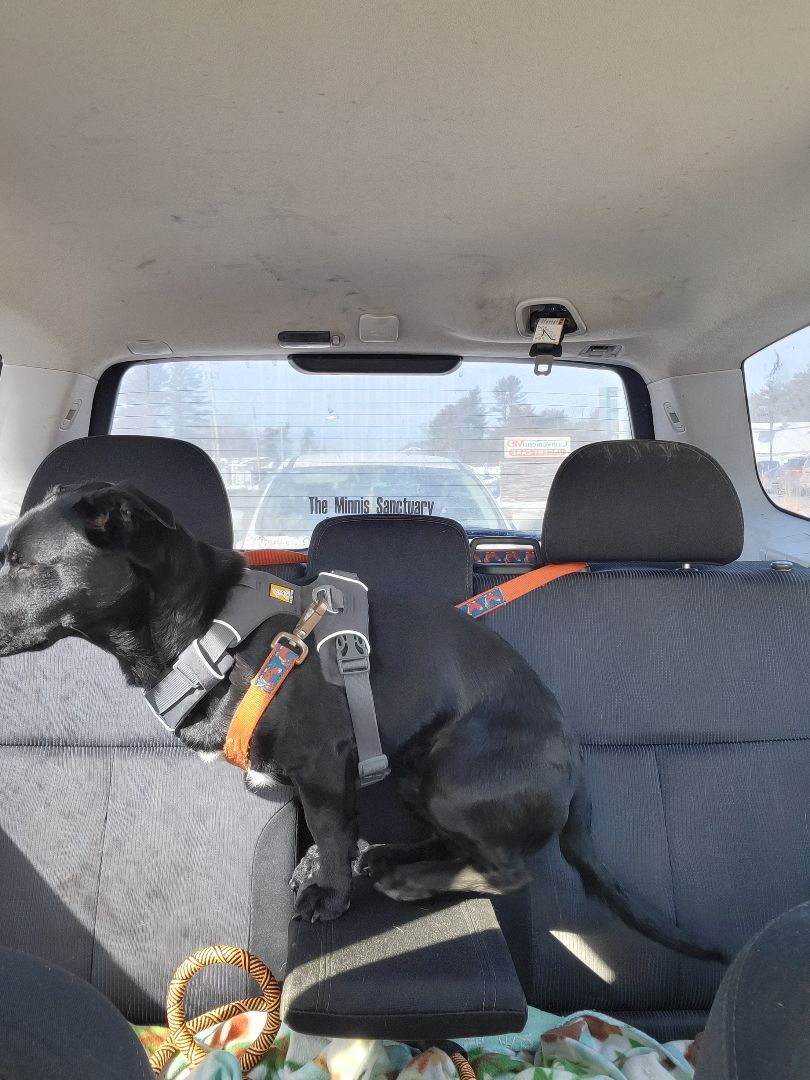 Abel, Adopted, Adult Male Corgi & Black Labrador Retriever.