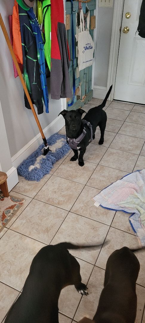 Enlarge Abel, a Adopted mixed breed in Bowdoin, ME image 2/12