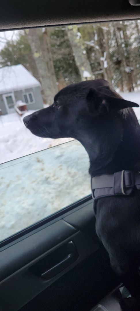 Enlarge Abel, a Adopted mixed breed in Bowdoin, ME image 3/12