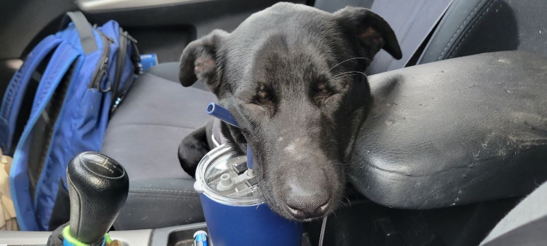 Enlarge Abel, a Adopted mixed breed in Bowdoin, ME image 4/12