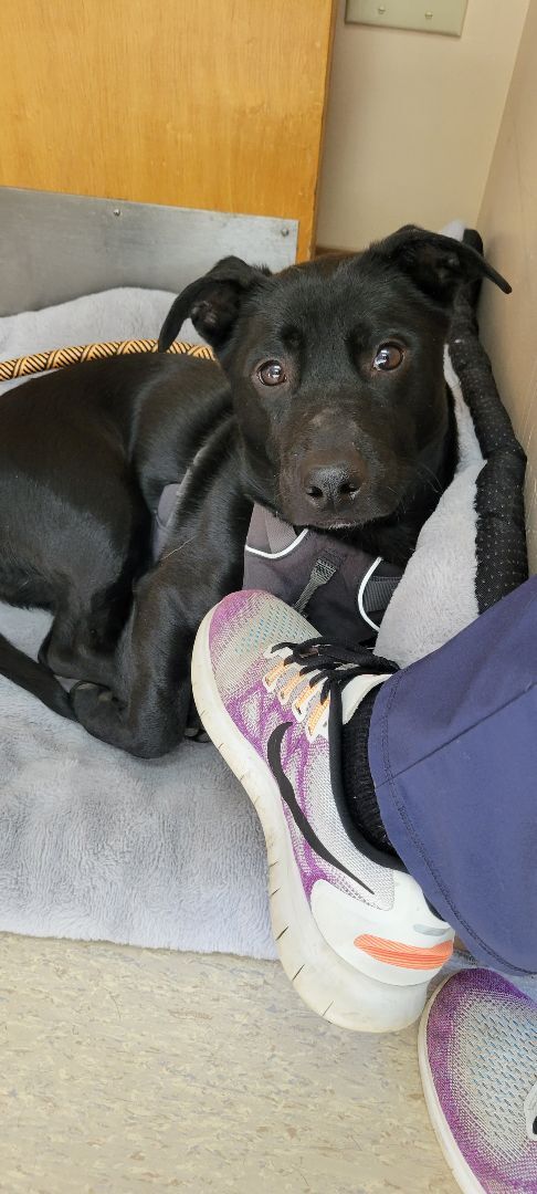 Enlarge Abel, a Adopted mixed breed in Bowdoin, ME image 5/12