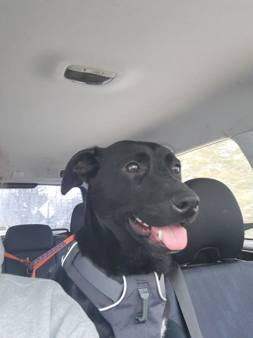 Enlarge Abel, a Adopted mixed breed in Bowdoin, ME image 6/12