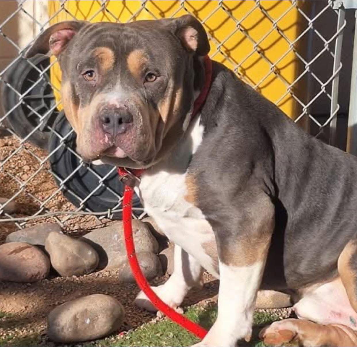 Hemi, Adoptable, Adult Male American Staffordshire Terrier.