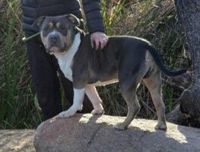 Hemi, a Adoptable American Staffordshire Terrier in Phoenix, AZ image 2/3