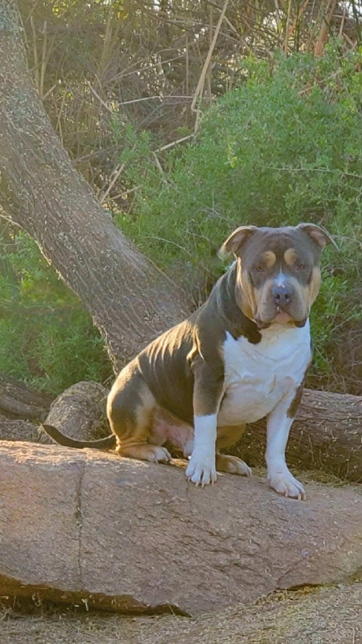 Hemi, a Adoptable American Staffordshire Terrier in Phoenix, AZ image 3/3