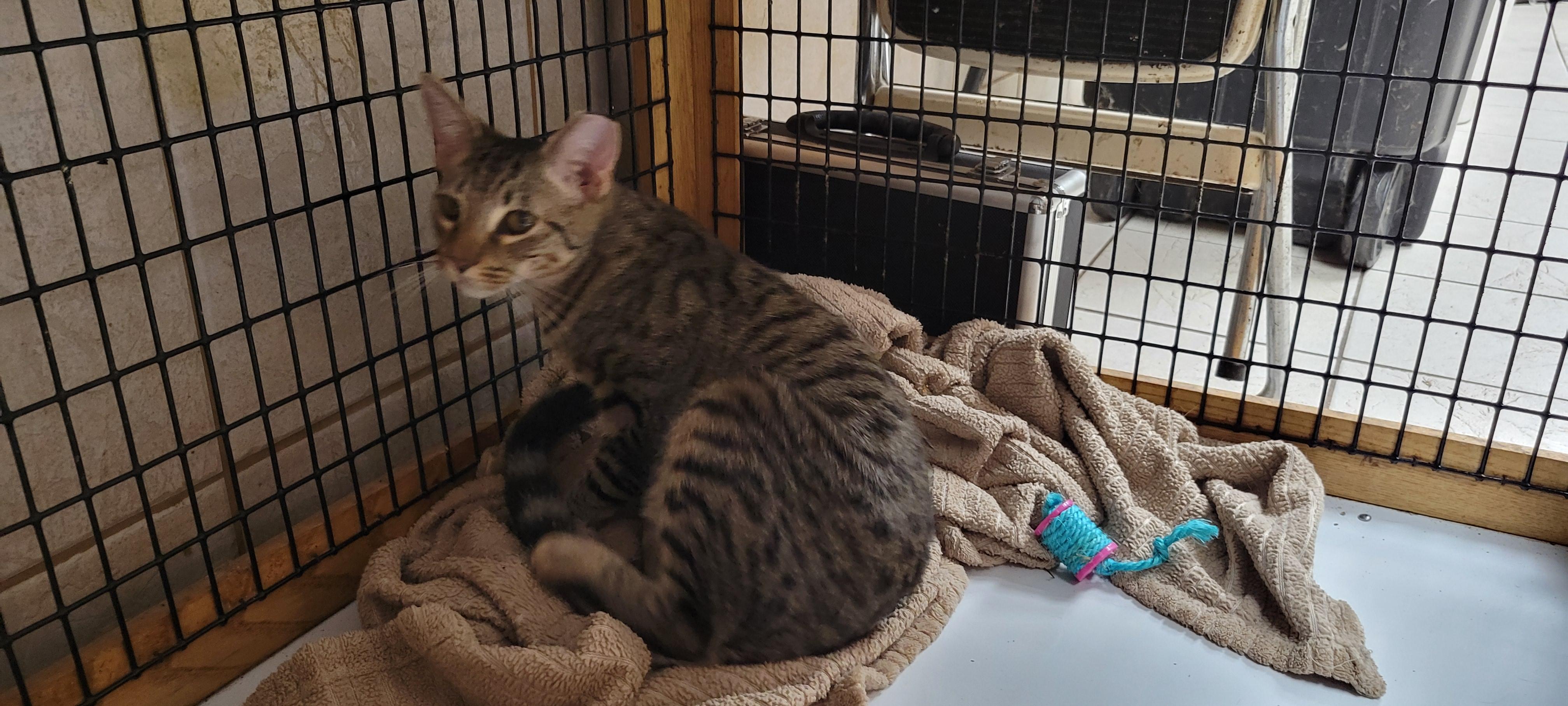 Enlarge Bella, a Adopted mixed breed in Coventry, CT image 2/5