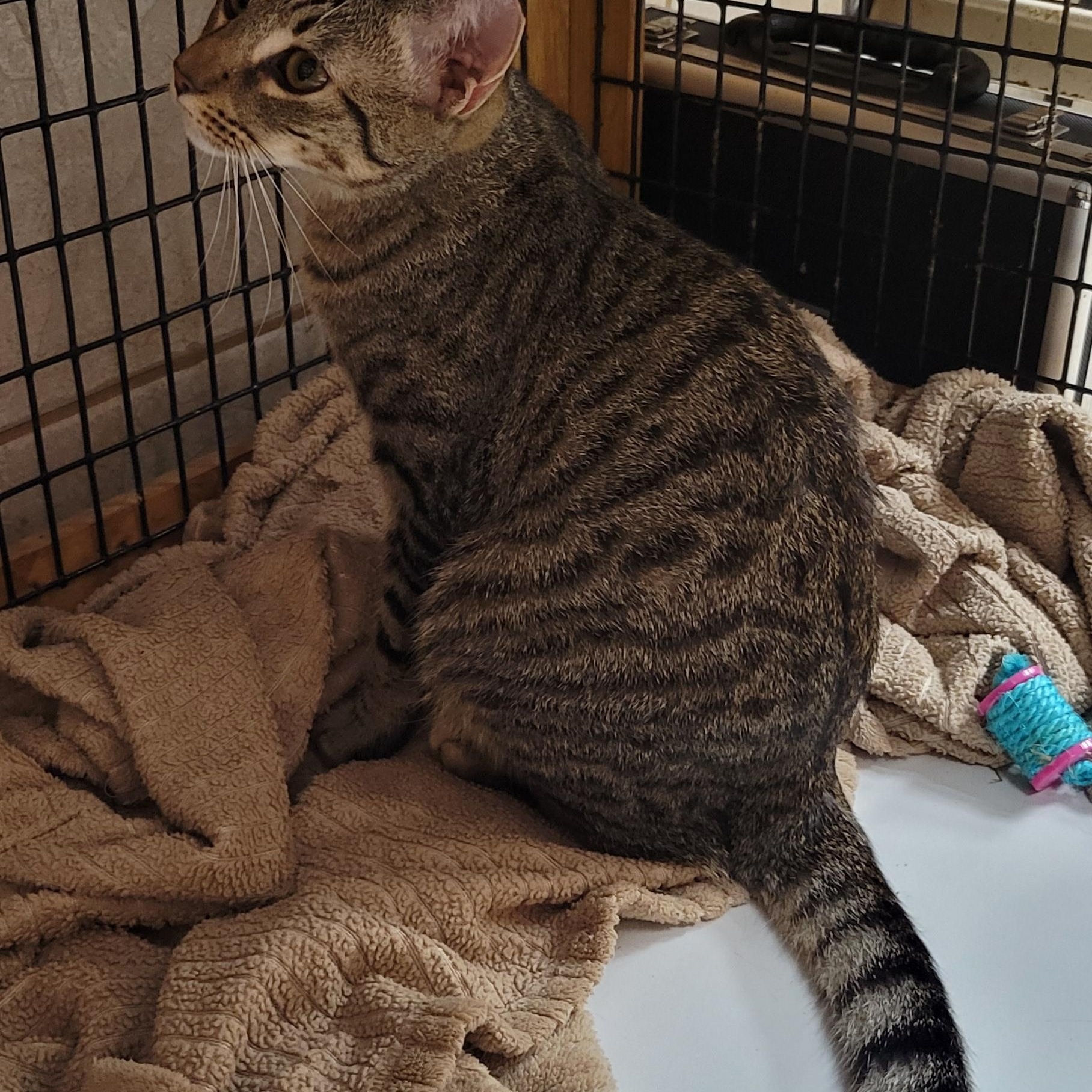 Bella, Adopted, Kitten Female Tabby.