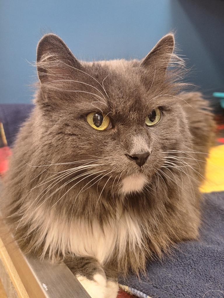 Havarti, Adoptable, Senior Female Domestic Long Hair.