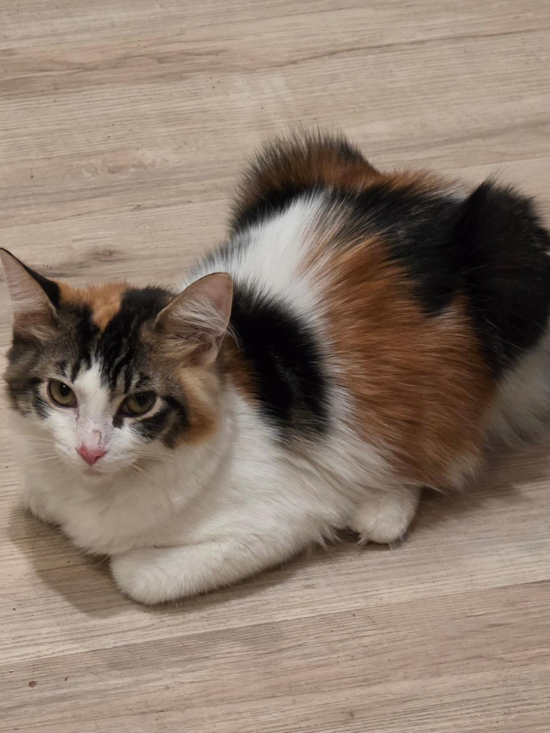 Miracle, ADOPTABLE, Young Female Calico.