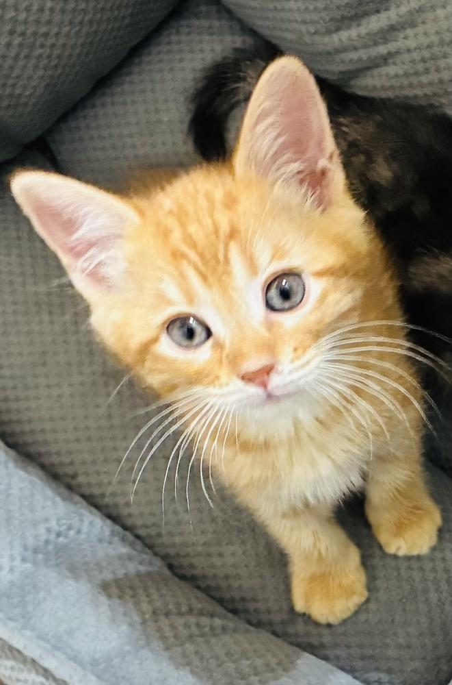 Vladimir, Adoptable, Kitten Male Tabby.