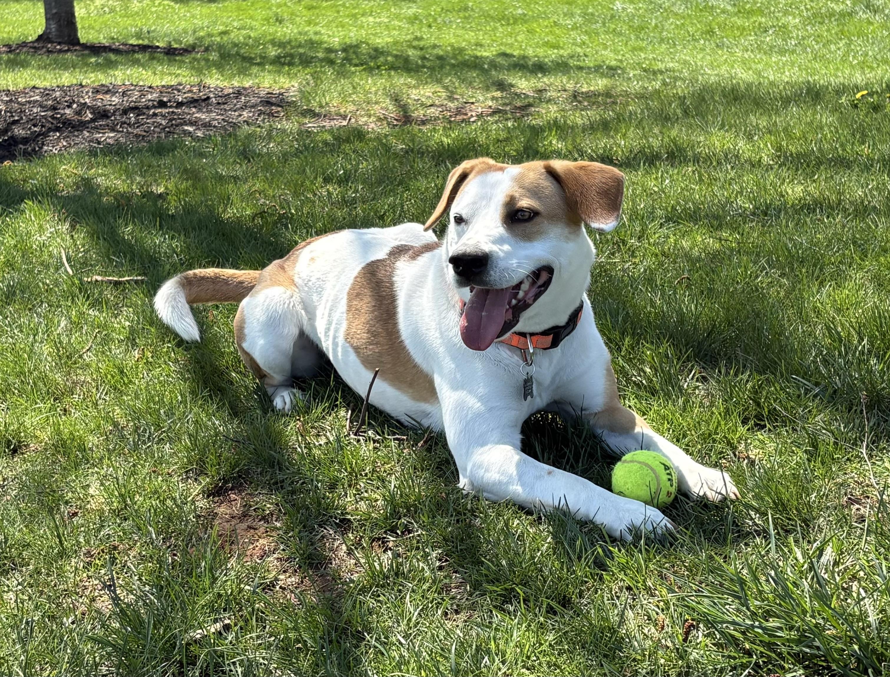 Bagel(Peaches), adoptable, Adult Female Beagle & Labrador Retriever.