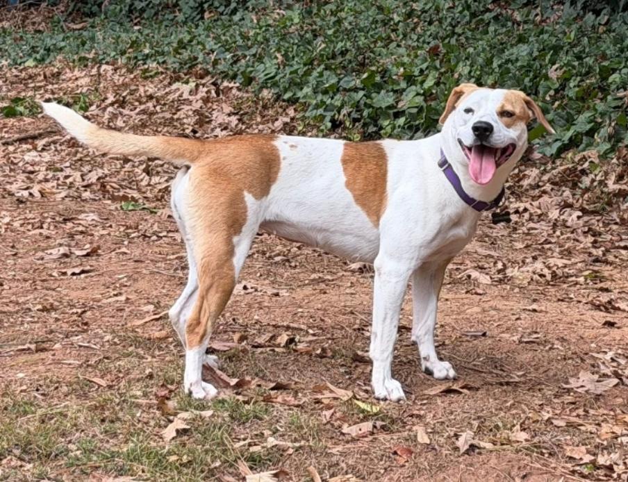 Bagel, ADOPTABLE, Adult Female Beagle & Labrador Retriever.