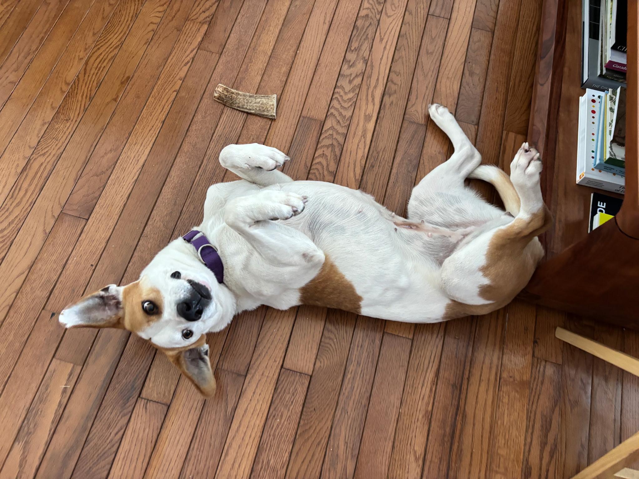 Enlarge Bagel(Peaches), an adoptable mixed breed in Leesburg, VA image 3/5