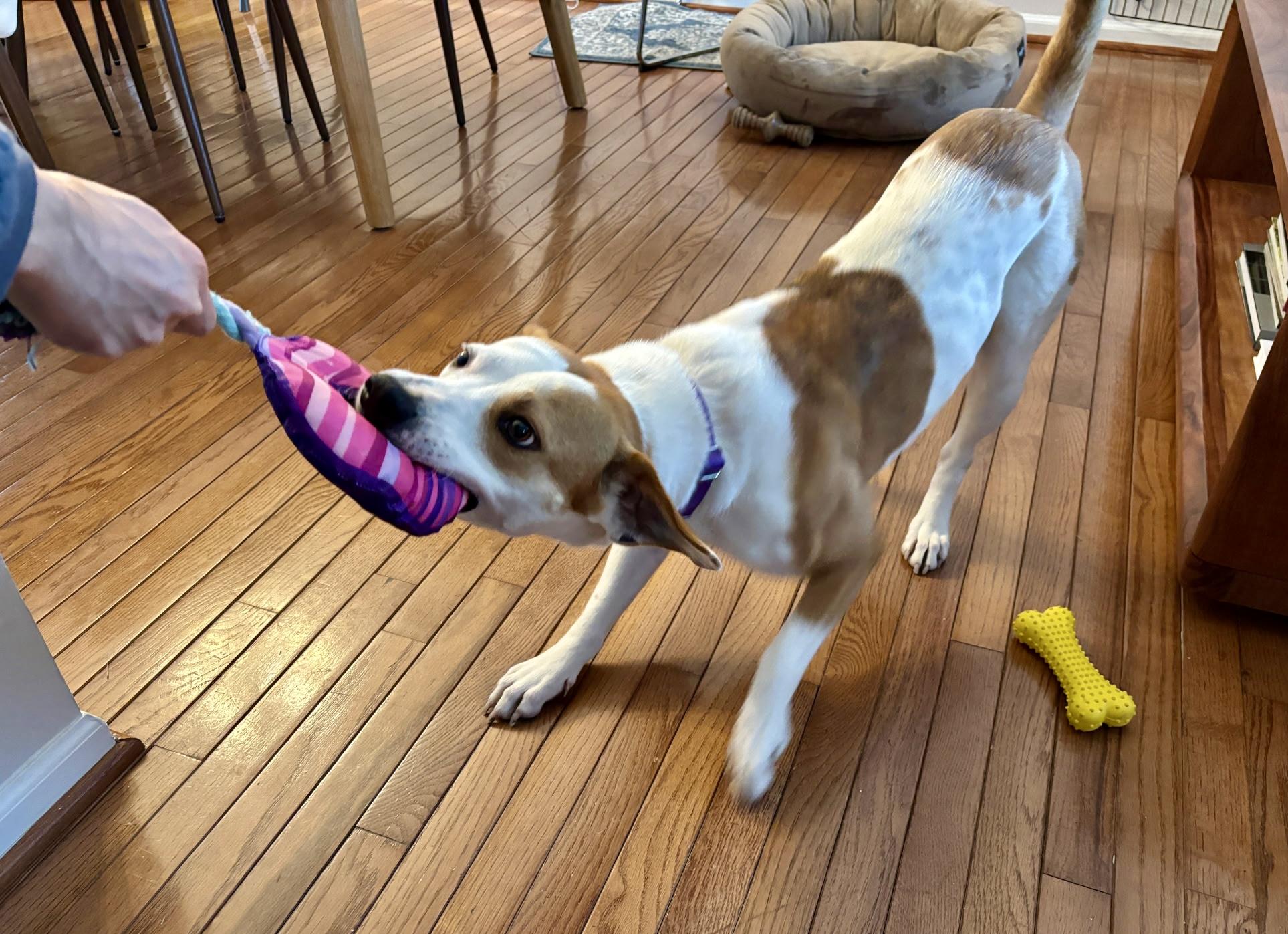 Enlarge Bagel(Peaches), an adoptable mixed breed in Leesburg, VA image 4/5