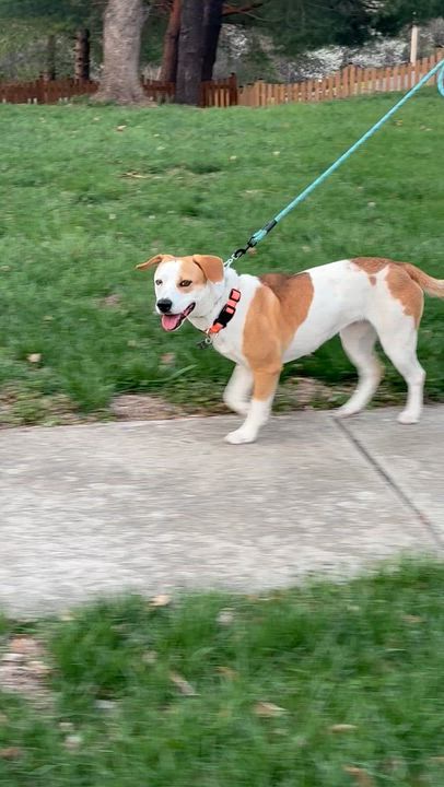 Enlarge Bagel(Peaches), an adoptable mixed breed in Leesburg, VA video 2/5