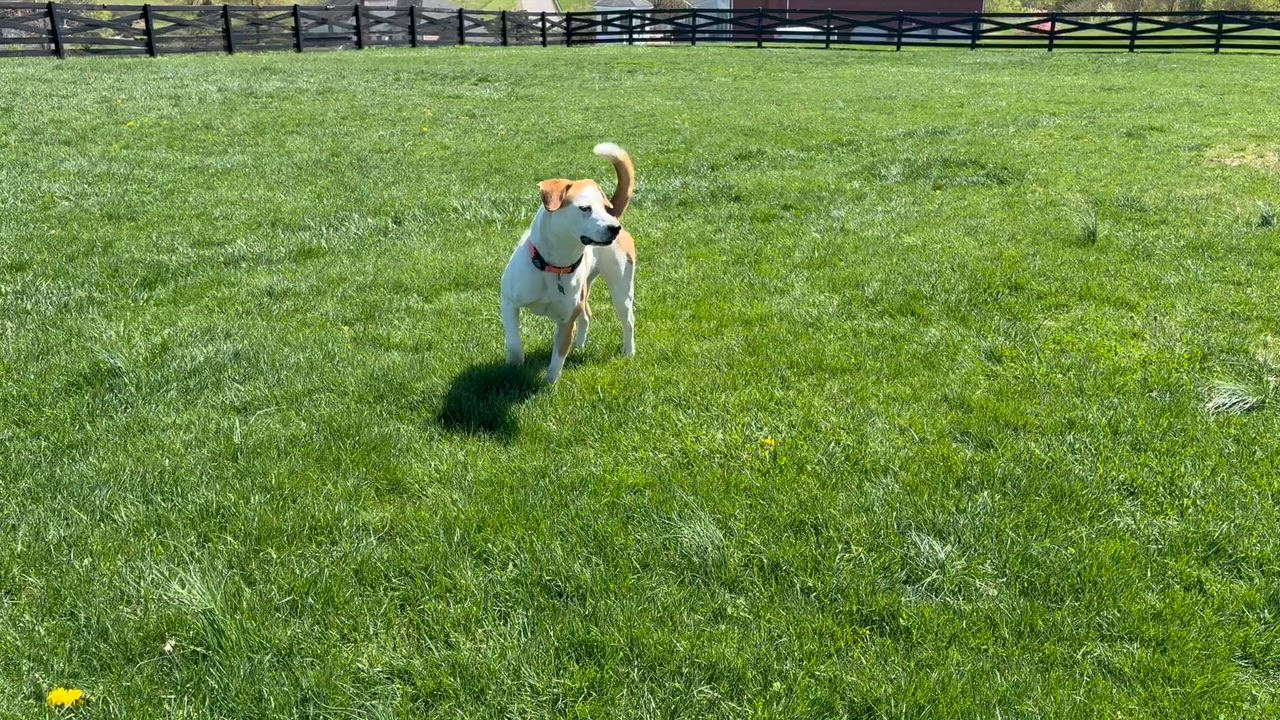 Enlarge Bagel(Peaches), an adoptable mixed breed in Leesburg, VA video 5/5