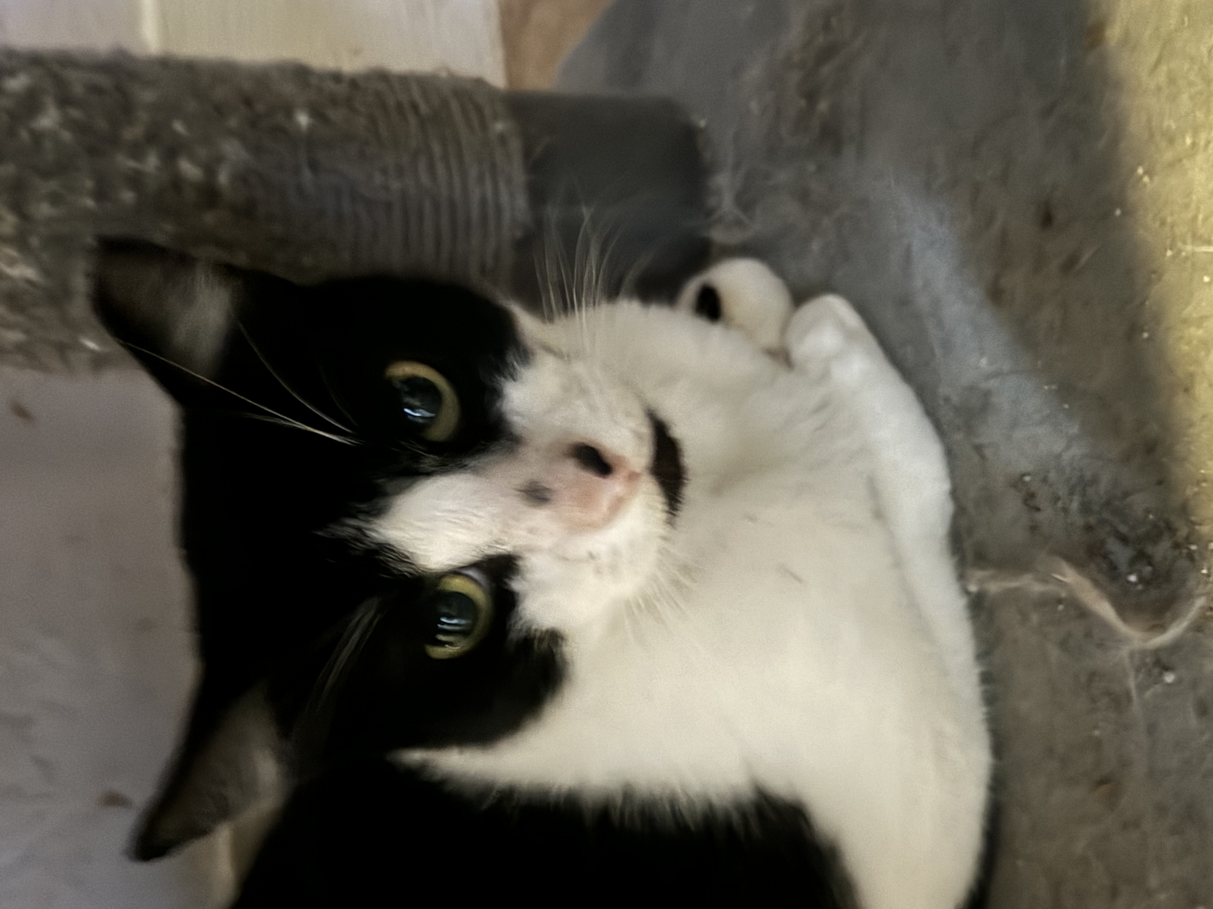 Domino photo 1