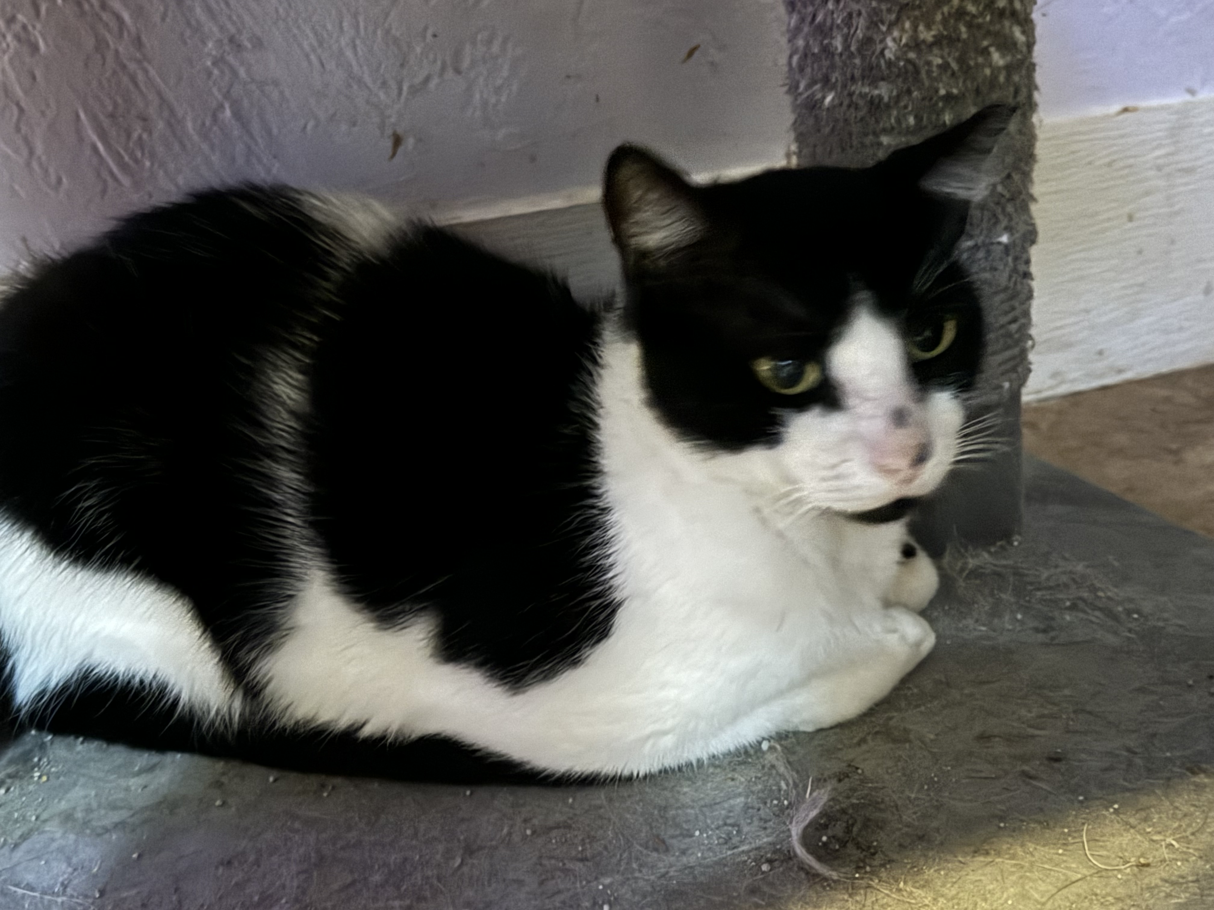 Domino photo 2