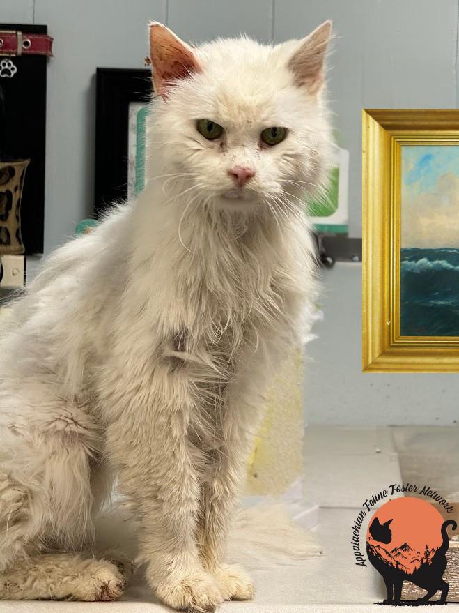 Enlarge Alfredo (Bonded with Kay) , a ADOPTABLE Domestic Medium Hair in Huntington, WV image 4/5