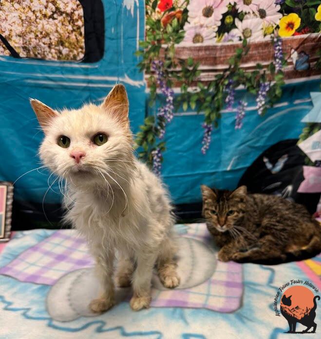 Enlarge Alfredo (Bonded with Kay) , a ADOPTABLE Domestic Medium Hair in Huntington, WV image 2/5
