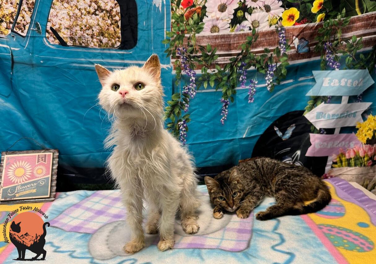Enlarge Alfredo (Bonded with Kay) , a ADOPTABLE Domestic Medium Hair in Huntington, WV image 5/5