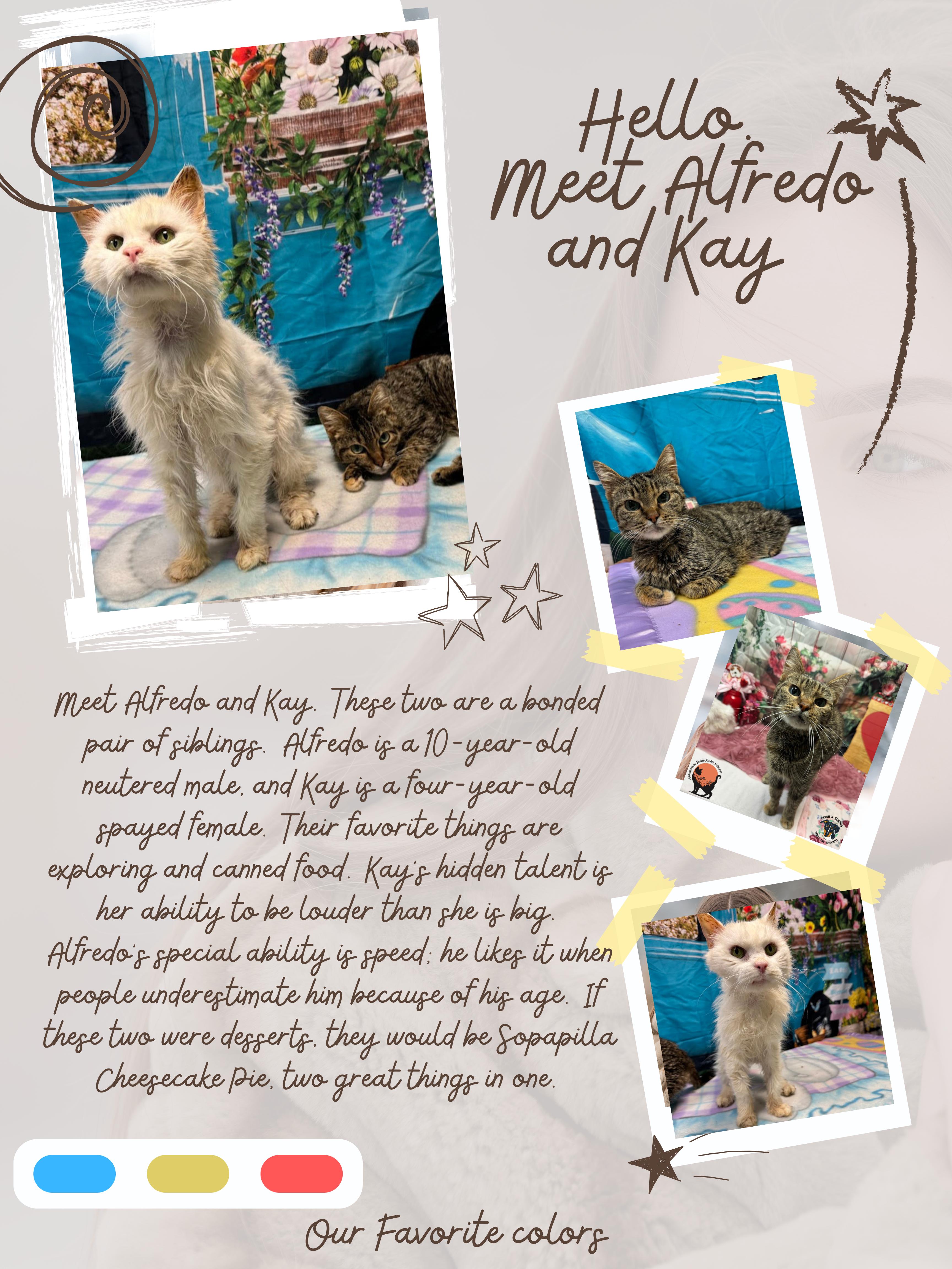 Alfredo (Bonded with Kay) , ADOPTABLE, Senior Male Domestic Medium Hair.