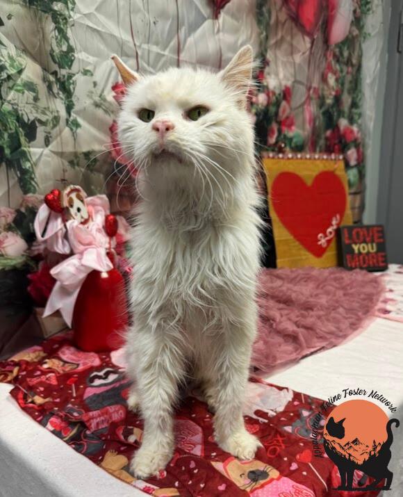 Enlarge Alfredo (Bonded with Kay) , a ADOPTABLE Domestic Medium Hair in Huntington, WV image 3/5