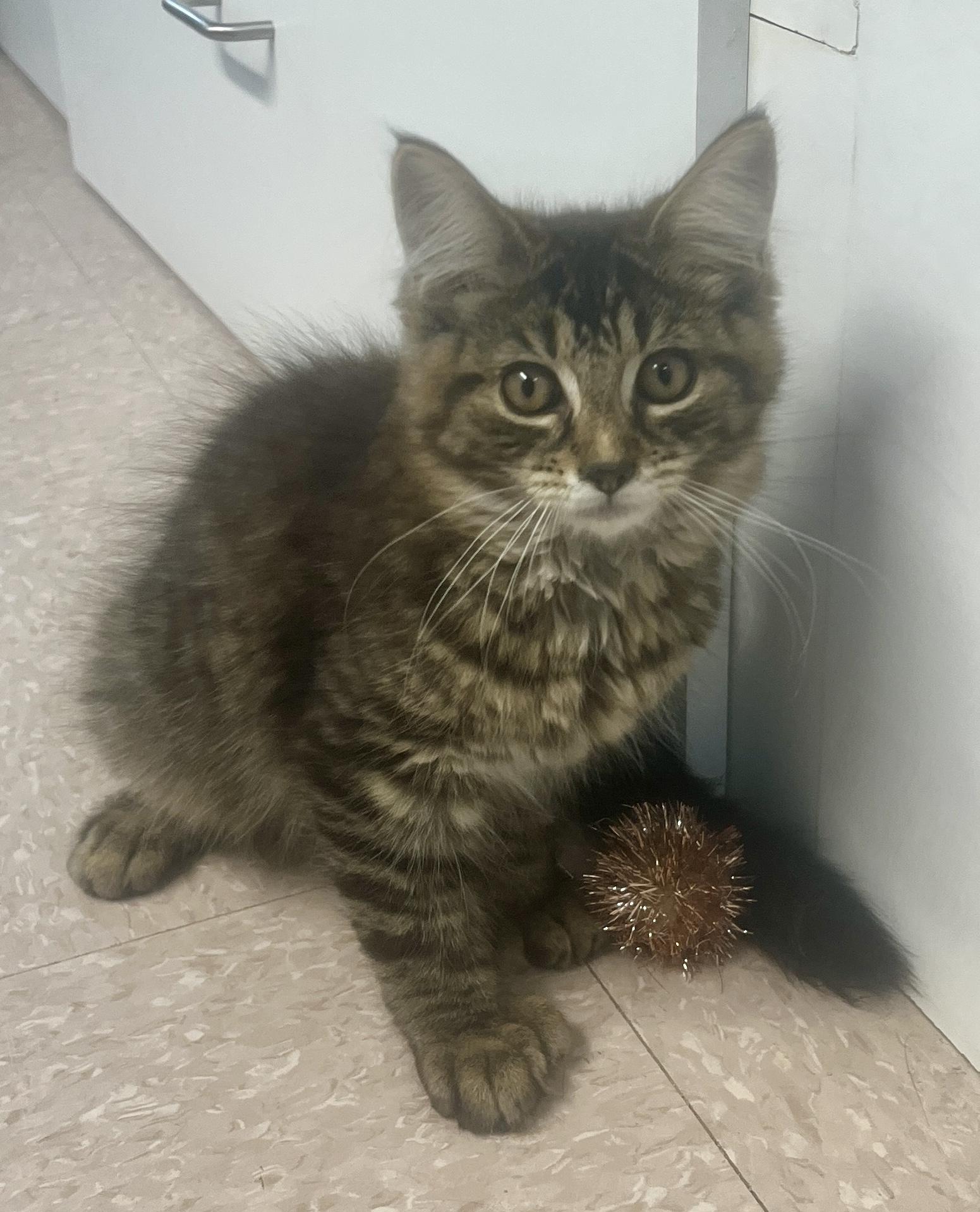 Enlarge MELFOR, MAYONNAISE & MOUTARDE (CR/SC), a Adoptable mixed breed in Sainte-Angele-de-Monnoir, QC image 4/6