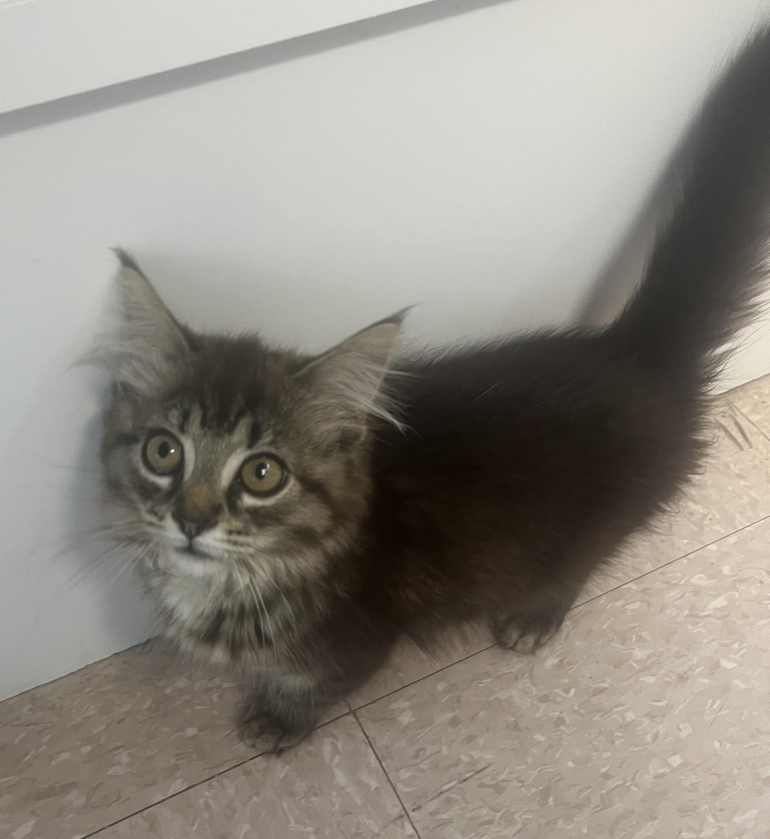 Enlarge MELFOR, MAYONNAISE & MOUTARDE (CR/SC), a Adoptable mixed breed in Sainte-Angele-de-Monnoir, QC image 6/6