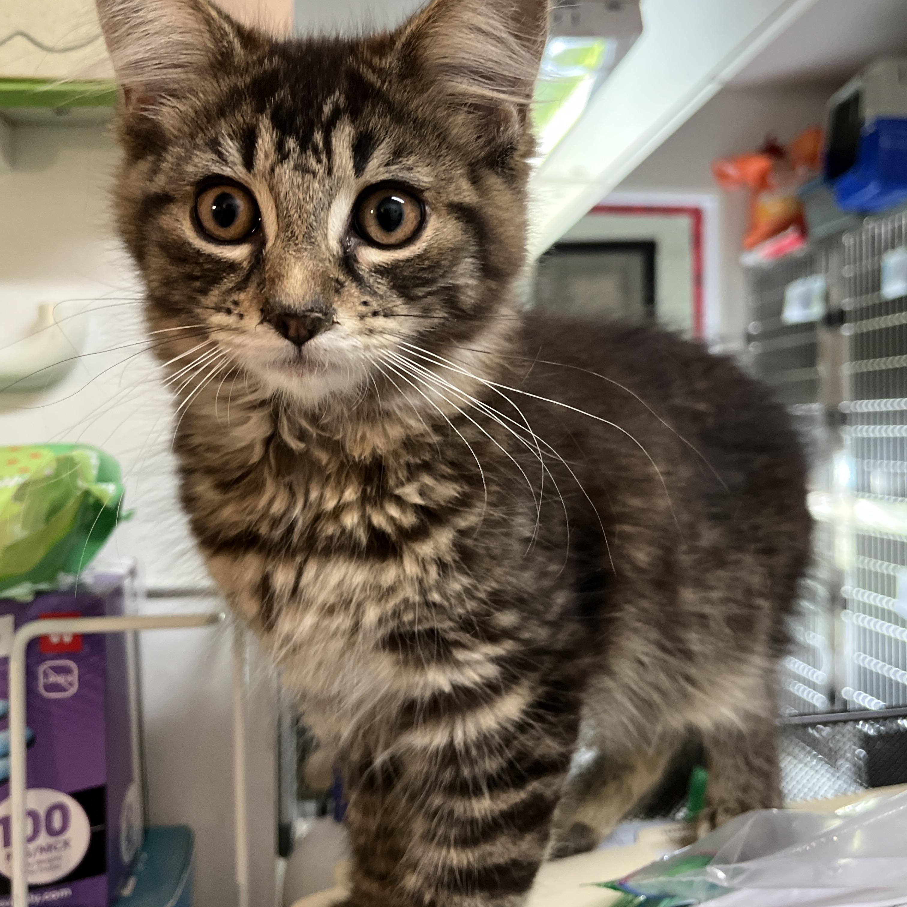 Enlarge MELFOR, MAYONNAISE & MOUTARDE (CR/SC), a Adoptable mixed breed in Sainte-Angele-de-Monnoir, QC image 1/6